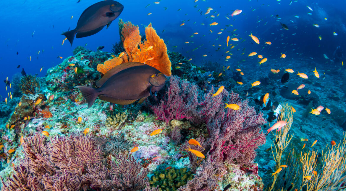 Top Diving Spots in the Corn Islands