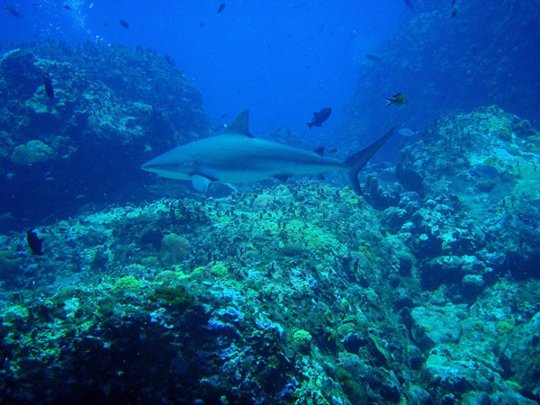 Little Corn Island dive sites