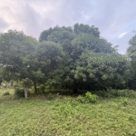 Half acre land for sale Little Corn Island with mature mango and avocado trees