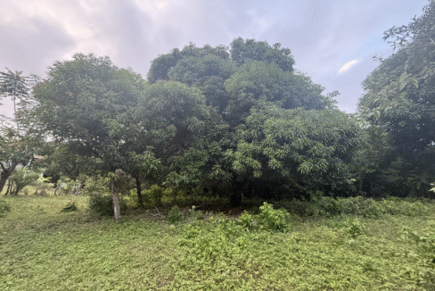 Half acre land for sale Little Corn Island with mature mango and avocado trees