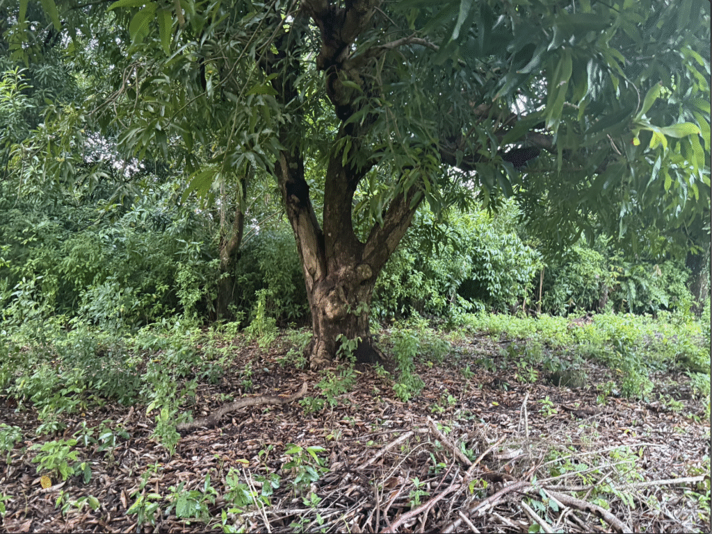 Half acre land for sale Little Corn Island with mature mango and avocado trees