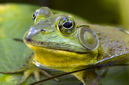 little corn island frog