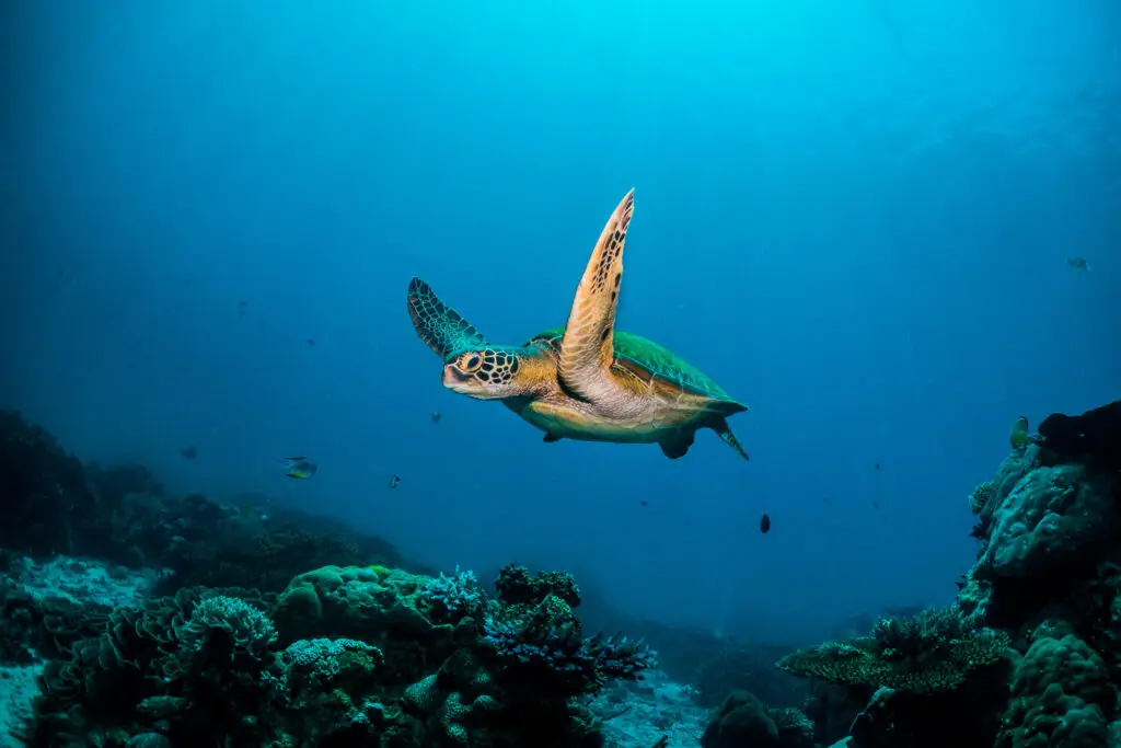 Little Corn Island Diving with Sea Turtles