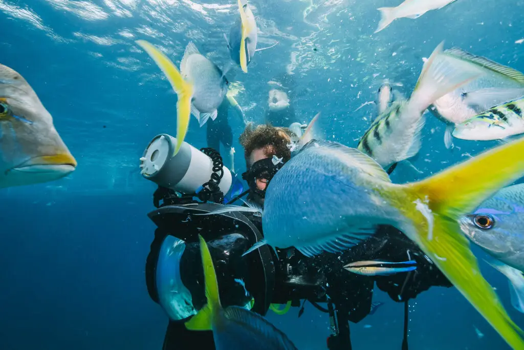Little Corn Island scuba diving with yellow tail