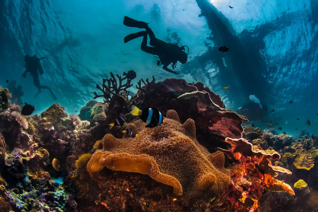Scuba diver near coral reefs at Little Corn Island dives sites