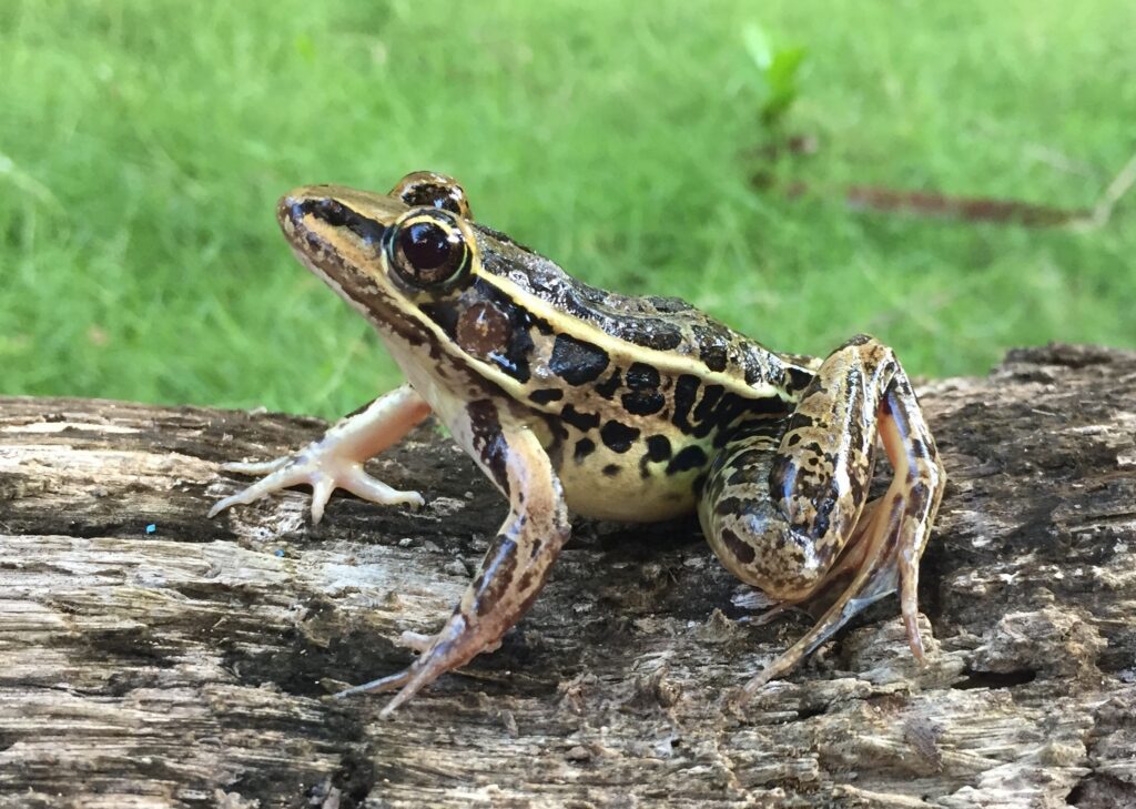 Little Corn Island frog perched on a log in its natural jungle habitat