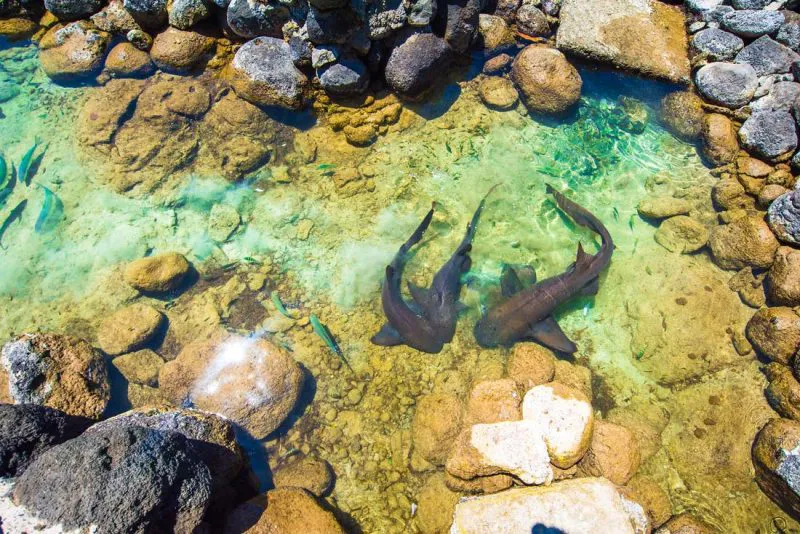 Tiburones nodriza nadando en aguas cristalinas, parte de la vida marina de las especies de Corn Island