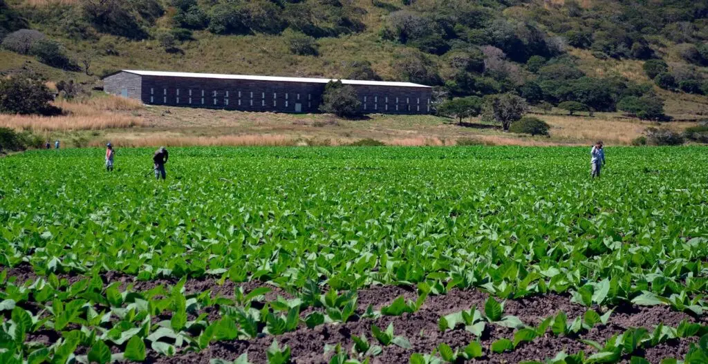 Travel to Nicaragua Esteli tobacco fields