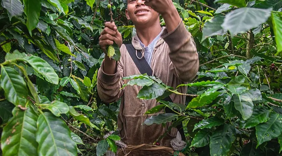 Trabajador cosechando cerezas de café en una finca en Matagalpa, Nicaragua