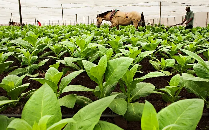 Trabajadores cuidando plantas de tabaco bajo tela de sombra en Estelí, Nicaragua.