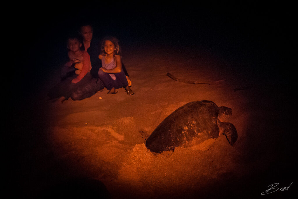 Olive Ridley turtle nesting under red light on the beaches of San Juan del Sur at Playa La Flor